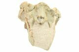 Fossil Oreodont (Leptauchenia) Skull - South Dakota #263493-8